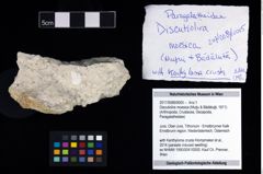 Foto (Objekt + Etikett) von Discutiolira moesica (Muţiu & Bădăluţă, 1971)  (NHMW-GEO-2017-0089-0005)